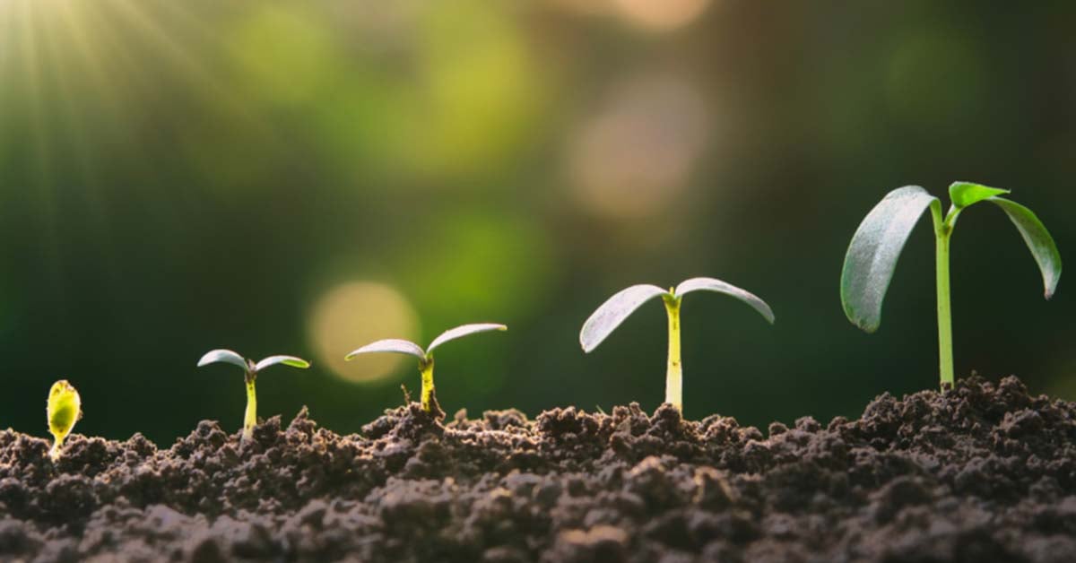 How Does Your Garden Grow? 5 Mindblowing Tips to Build Business and Watch Your Dreams Grow