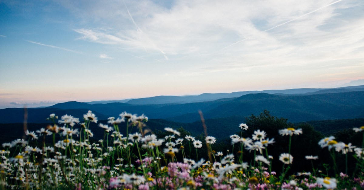 New Business In West Virginia Credit Suite - a field of flowers with mountains in the background